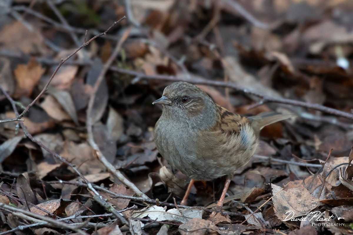 David Plant Photography - Wildlife Photography - Dunnock - G.jpg - Dunnock - Cambridgeshire