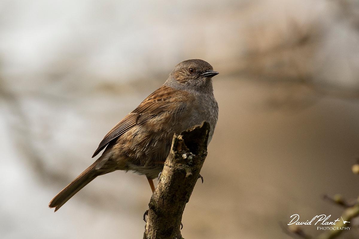 David Plant Photography - Wildlife Photography - Dunnock - H.jpg - Dunnock - Cotswolds
