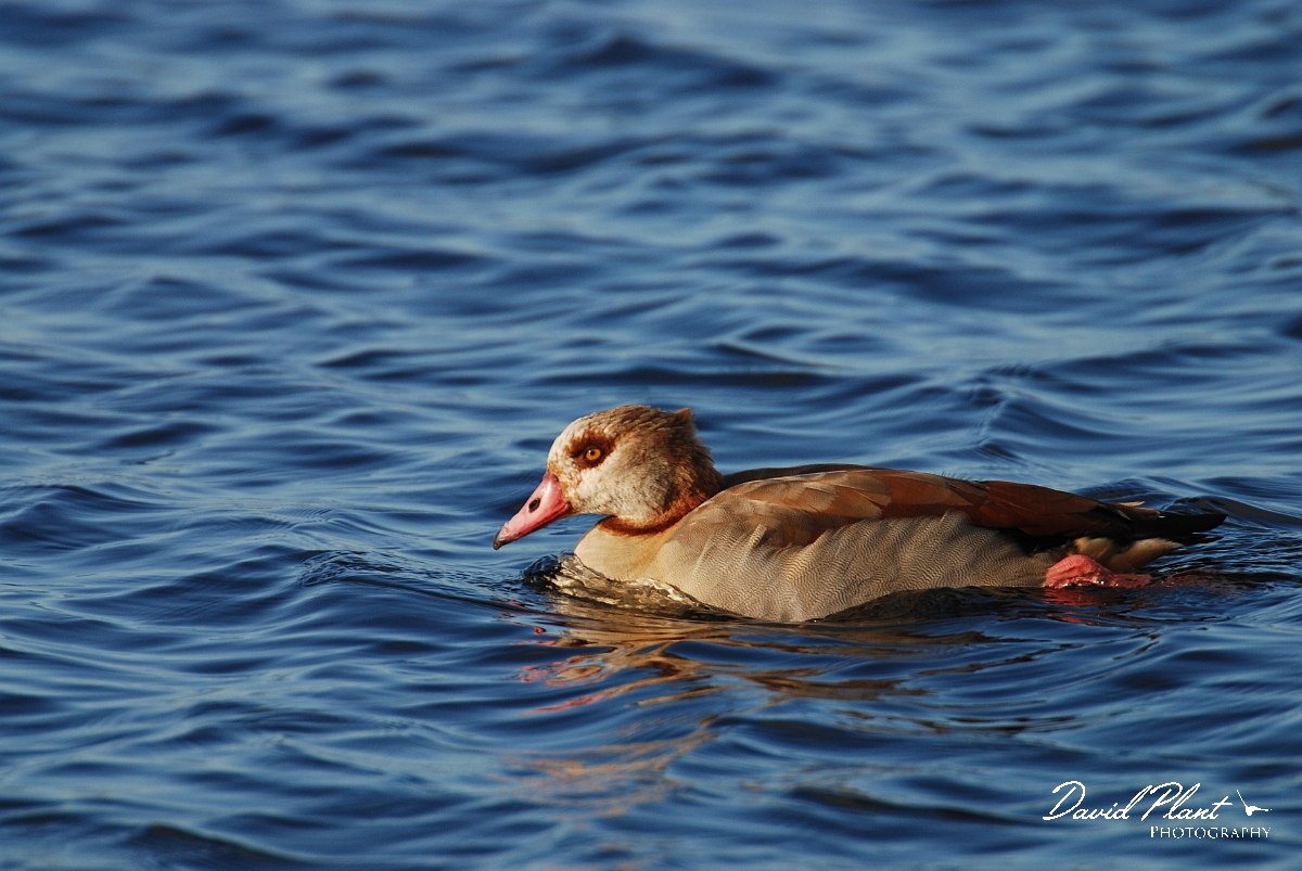 David Plant Photography - Wildlife Photographer - Egyptian goose - B.jpg - Egyptian goose - Welney