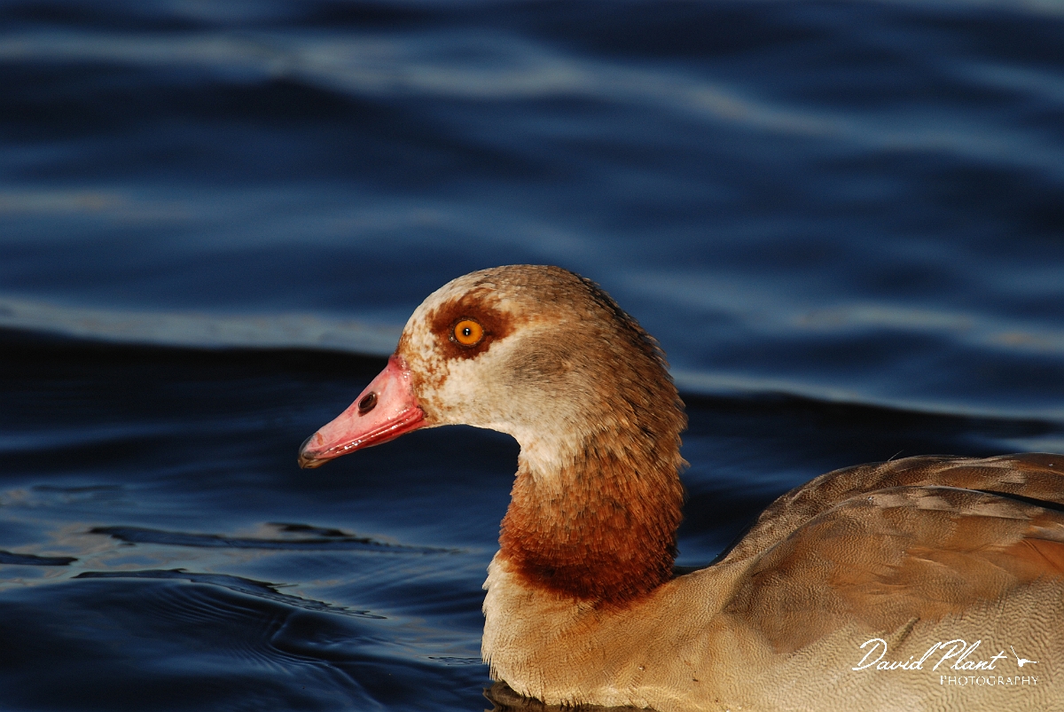 David Plant Photography - Wildlife Photographer - Egyptian goose head - A.JPG - Egyptian goose head - Welney