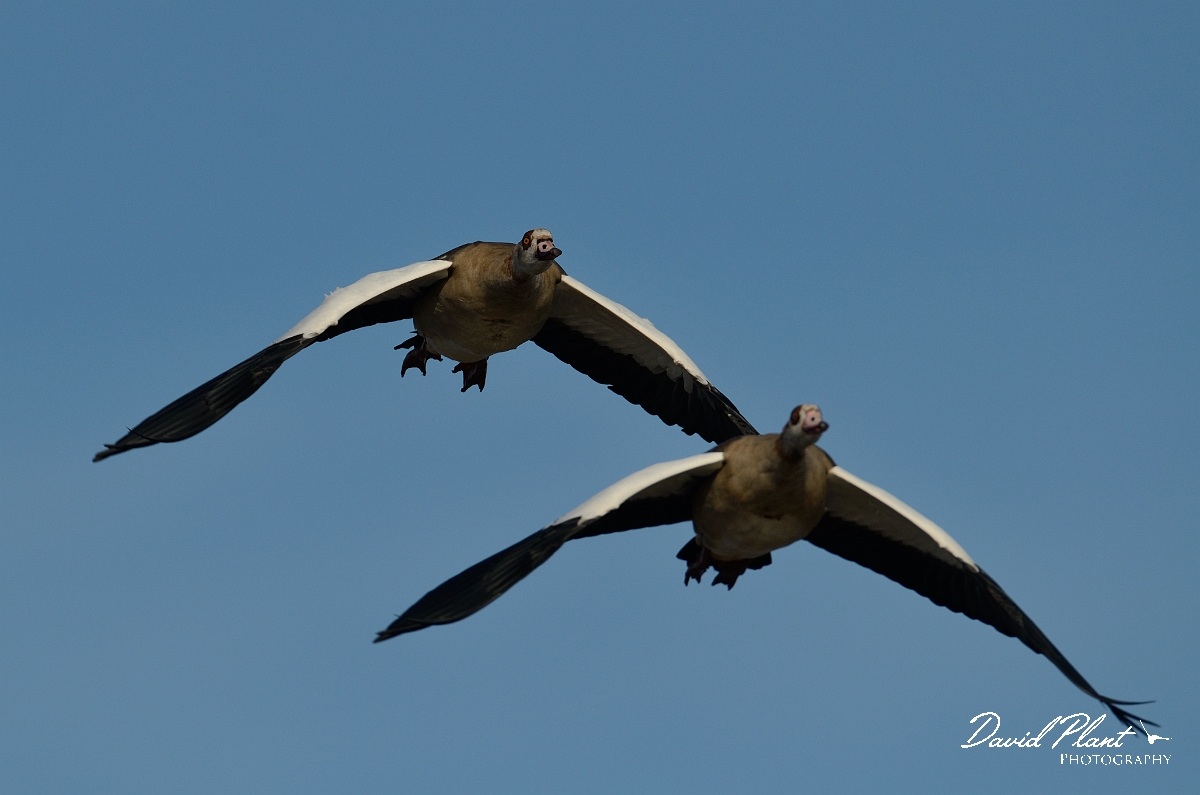David Plant Photography - Wildlife Photography - Egyptian goose - D.jpg - Egyptian geese in flight - Norfolk