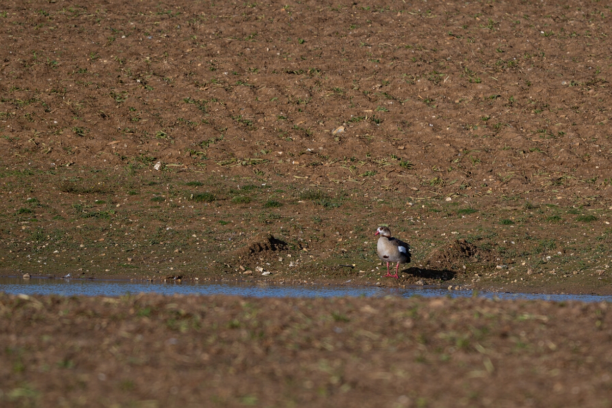 David Plant Photography - Wildlife Photography - Egyptian goose - E.jpg - Egyptian goose - Norfolk