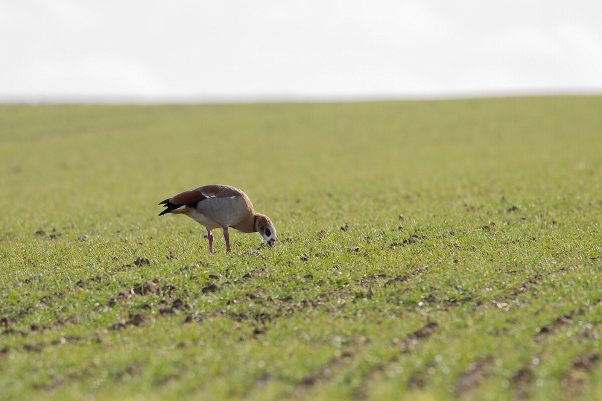 David Plant Photography - Wildlife Photography - Egyptian goose - F.jpg - Egyptian goose - Norfolk
