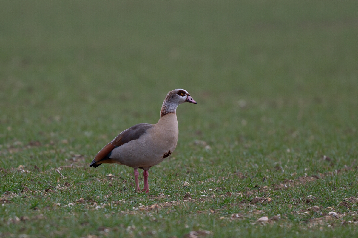 David Plant Photography - Wildlife Photography - Egyptian goose - H.jpg - Egyptian goose - Norfolk