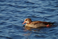 David Plant Photography - Wildlife Photographer - Egyptian goose - B
