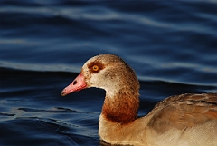 David Plant Photography - Wildlife Photographer - Egyptian goose head - A