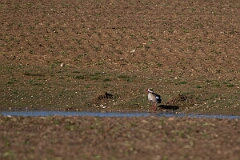 David Plant Photography - Wildlife Photography - Egyptian goose - E