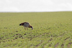 David Plant Photography - Wildlife Photography - Egyptian goose - F
