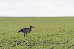 David Plant Photography - Wildlife Photography - Egyptian goose - G