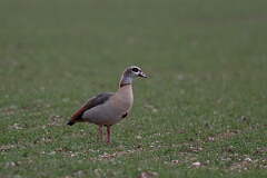 David Plant Photography - Wildlife Photography - Egyptian goose - H