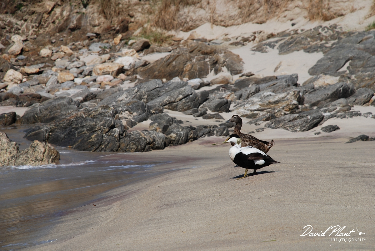 David Plant Photography - Wildlife Photographer - Eider male and female - A.JPG - Eider, male and female - Shetland Islands
