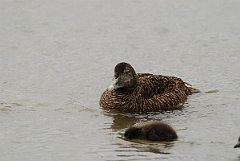 David Plant Photography - Wildlife Photographer - Eider female and duckling - A
