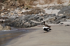 David Plant Photography - Wildlife Photographer - Eider male and female - A