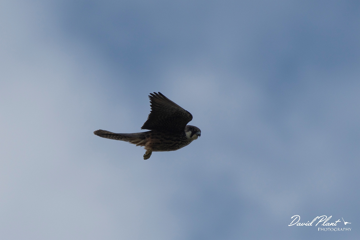 David Plant Photography - Wildlife Photography - Eleonora's falcon - D.JPG - Eleonora's falcon in flight - Kent
