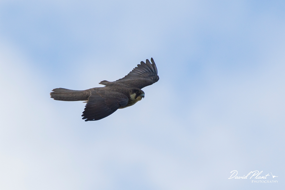David Plant Photography - Wildlife Photography - Eleonora's falcon - E.JPG - Eleonora's falcon in flight - Kent