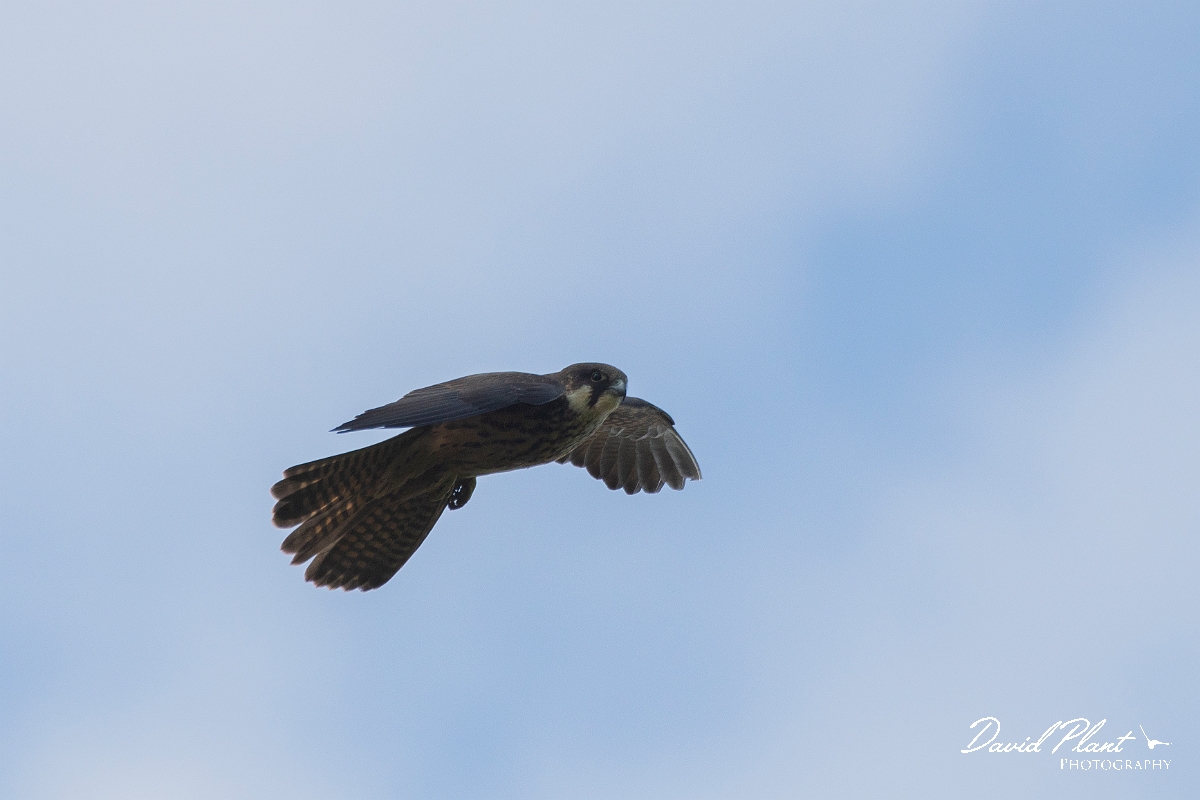 David Plant Photography - Wildlife Photography - Eleonora's falcon - F.JPG - Eleonora's falcon in flight - Kent