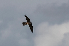 David Plant Photography - Wildlife Photography - Eleonora's falcon - A