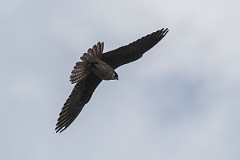 David Plant Photography - Wildlife Photography - Eleonora's falcon - B
