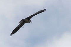 David Plant Photography - Wildlife Photography - Eleonora's falcon - C