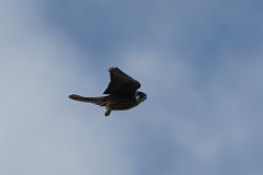 David Plant Photography - Wildlife Photography - Eleonora's falcon - D
