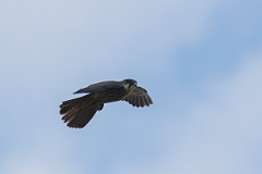 David Plant Photography - Wildlife Photography - Eleonora's falcon - F