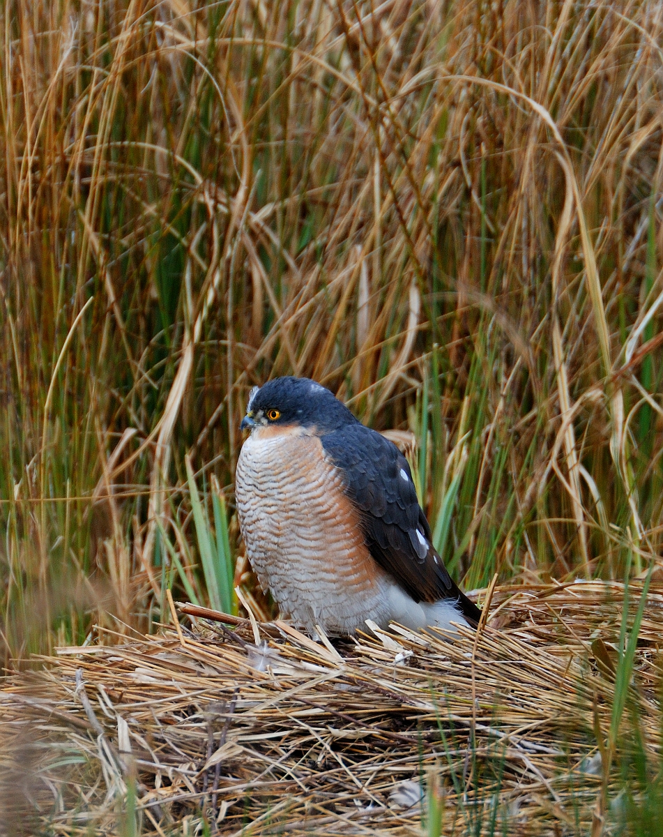 David Plant Photography - Wildlife Photographer - Sparrowhawk male - A.jpg - Eurasian sparrowhawk, Accipiter nisus, male - Slimbridge