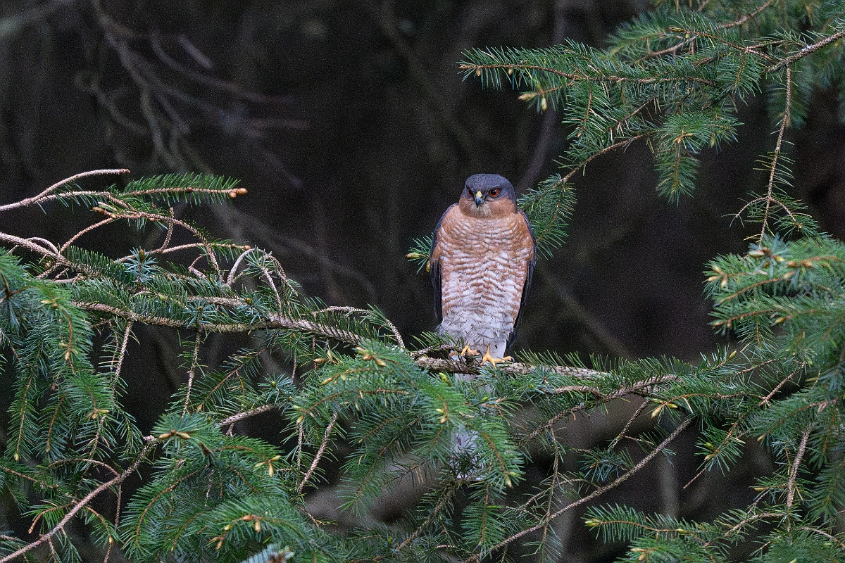 David Plant Photography - Wildlife Photography - Sparrowhawk - B.jpg - Eurasian sparrowhawk, Accipiter nisus, male - Moray