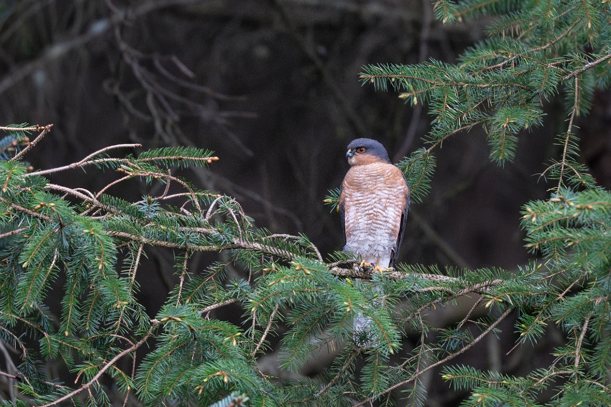 David Plant Photography - Wildlife Photography - Sparrowhawk - C.jpg - Eurasian sparrowhawk, Accipiter nisus, male - Moray