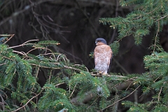 David Plant Photography - Wildlife Photography - Sparrowhawk - C