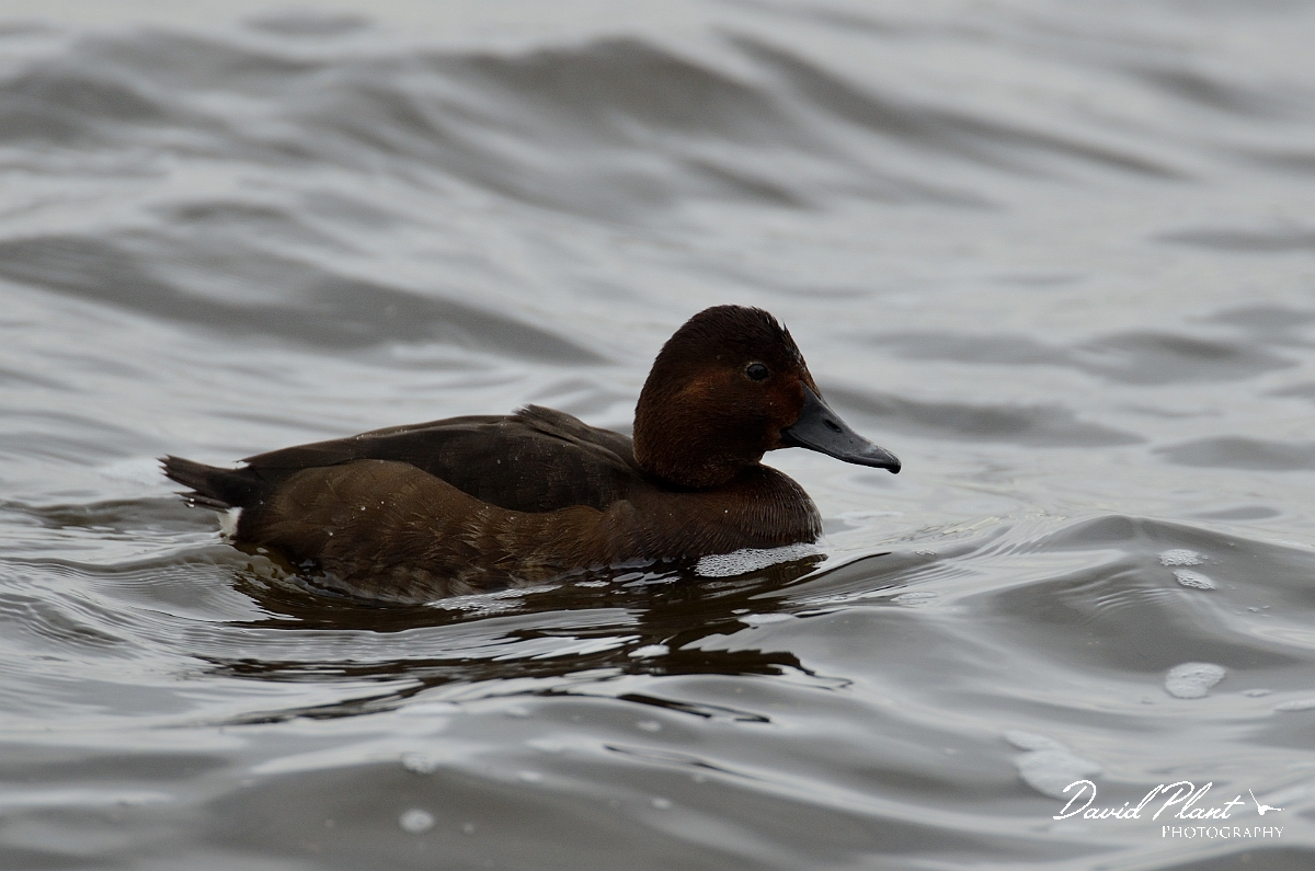 David Plant Photography - Wildlife Photography - Ferruginous x pochard hybrid - A.jpg - Ferruginous x pochard hybrid - Norfolk