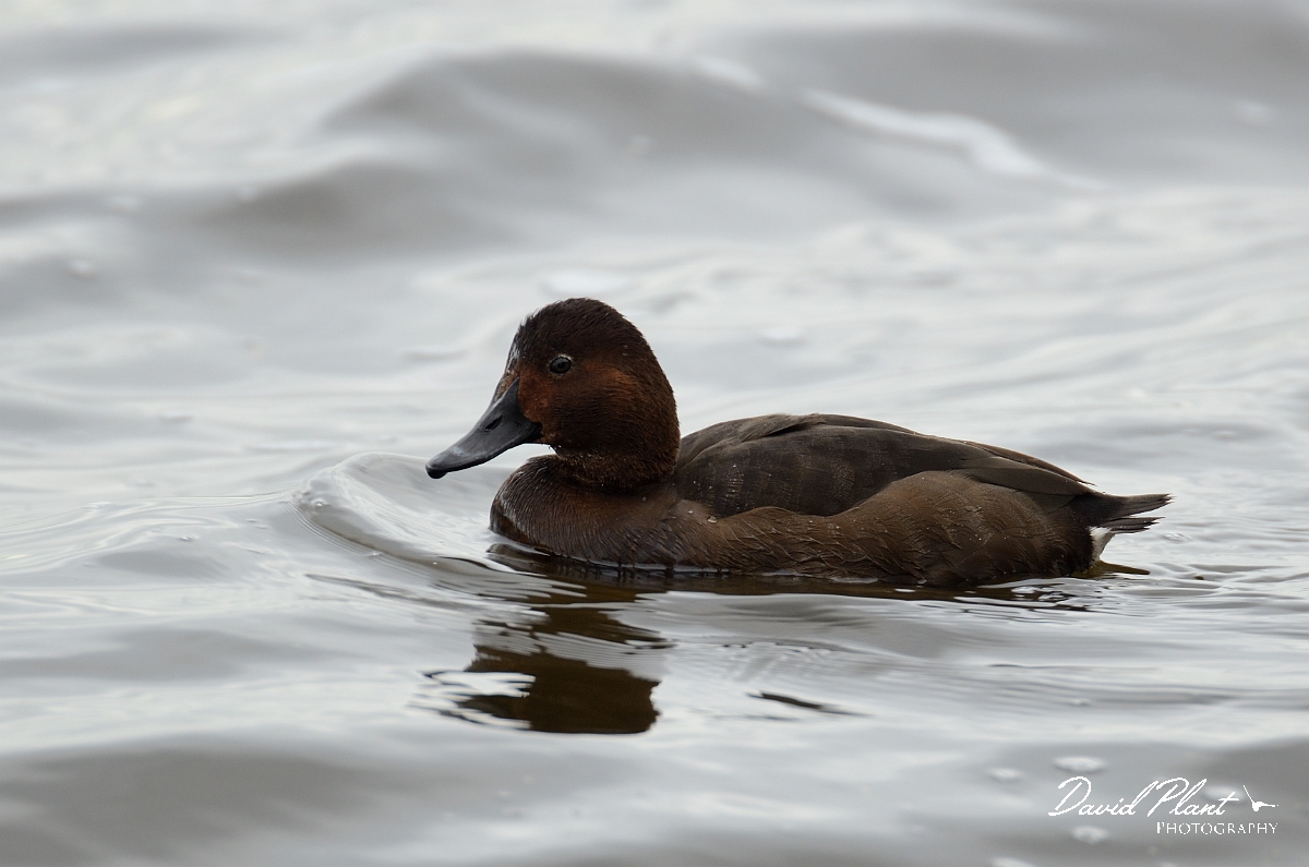 David Plant Photography - Wildlife Photography - Ferruginous x pochard hybrid - B.jpg - Ferruginous x pochard hybrid - Norfolk