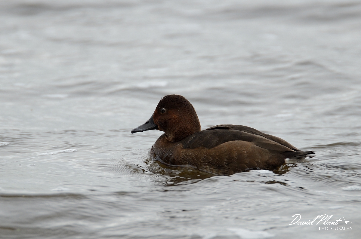 David Plant Photography - Wildlife Photography - Ferruginous x pochard hybrid - D.jpg - Ferruginous x pochard hybrid - Norfolk