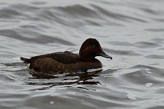 David Plant Photography - Wildlife Photography - Ferruginous x pochard hybrid - A