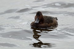 David Plant Photography - Wildlife Photography - Ferruginous x pochard hybrid - C