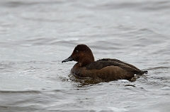 David Plant Photography - Wildlife Photography - Ferruginous x pochard hybrid - D