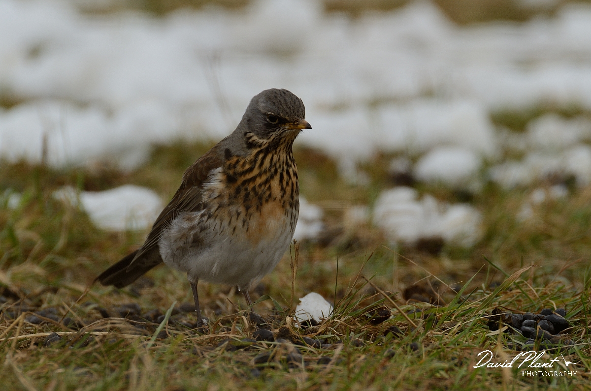 David Plant Photography - Wildlife Photography - Fieldfare - B.jpg - Fieldfare in snow - Cambridgeshire