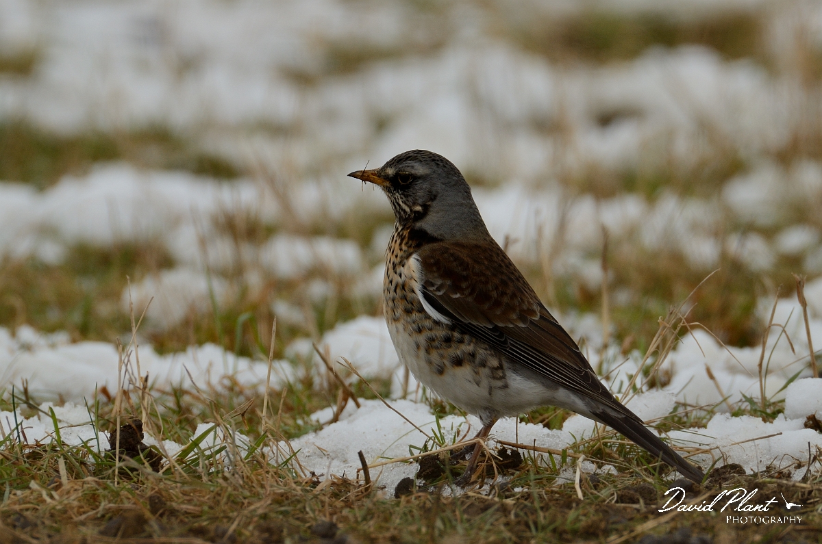 David Plant Photography - Wildlife Photography - Fieldfare - C.jpg - Fieldfare in snow - Cambridgeshire