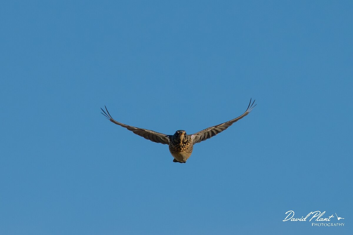 David Plant Photography - Wildlife Photography - Fieldfare - E.jpg - Fieldfare in flight - Gloucestershire