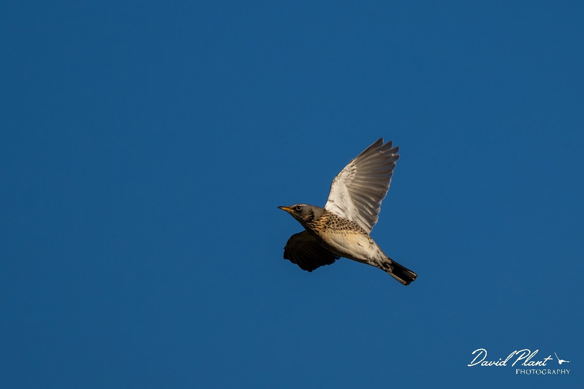 David Plant Photography - Wildlife Photography - Fieldfare - F.jpg - Fieldfare in flight - Gloucestershire