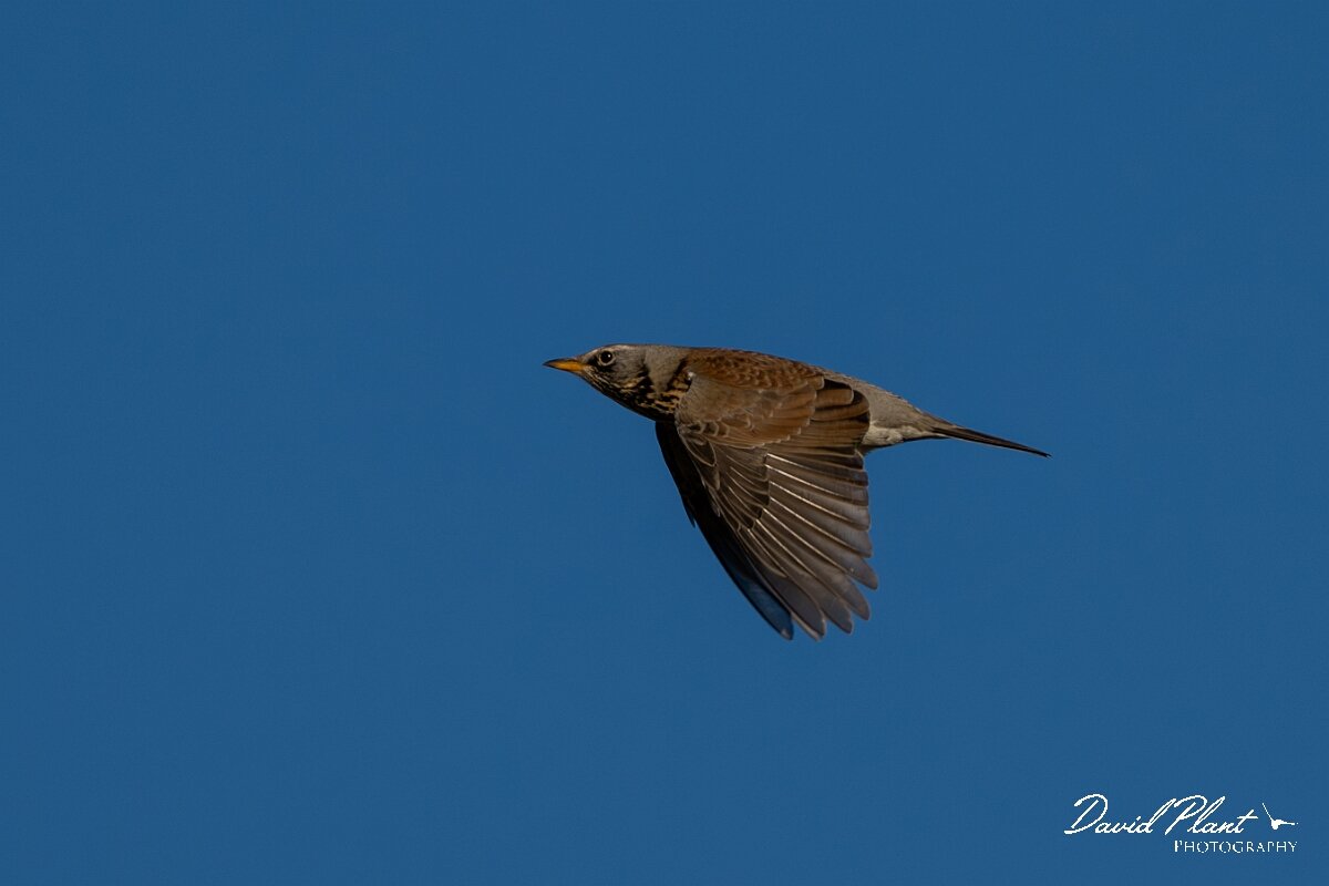 David Plant Photography - Wildlife Photography - Fieldfare - G.jpg - Fieldfare in flight - Gloucestershire