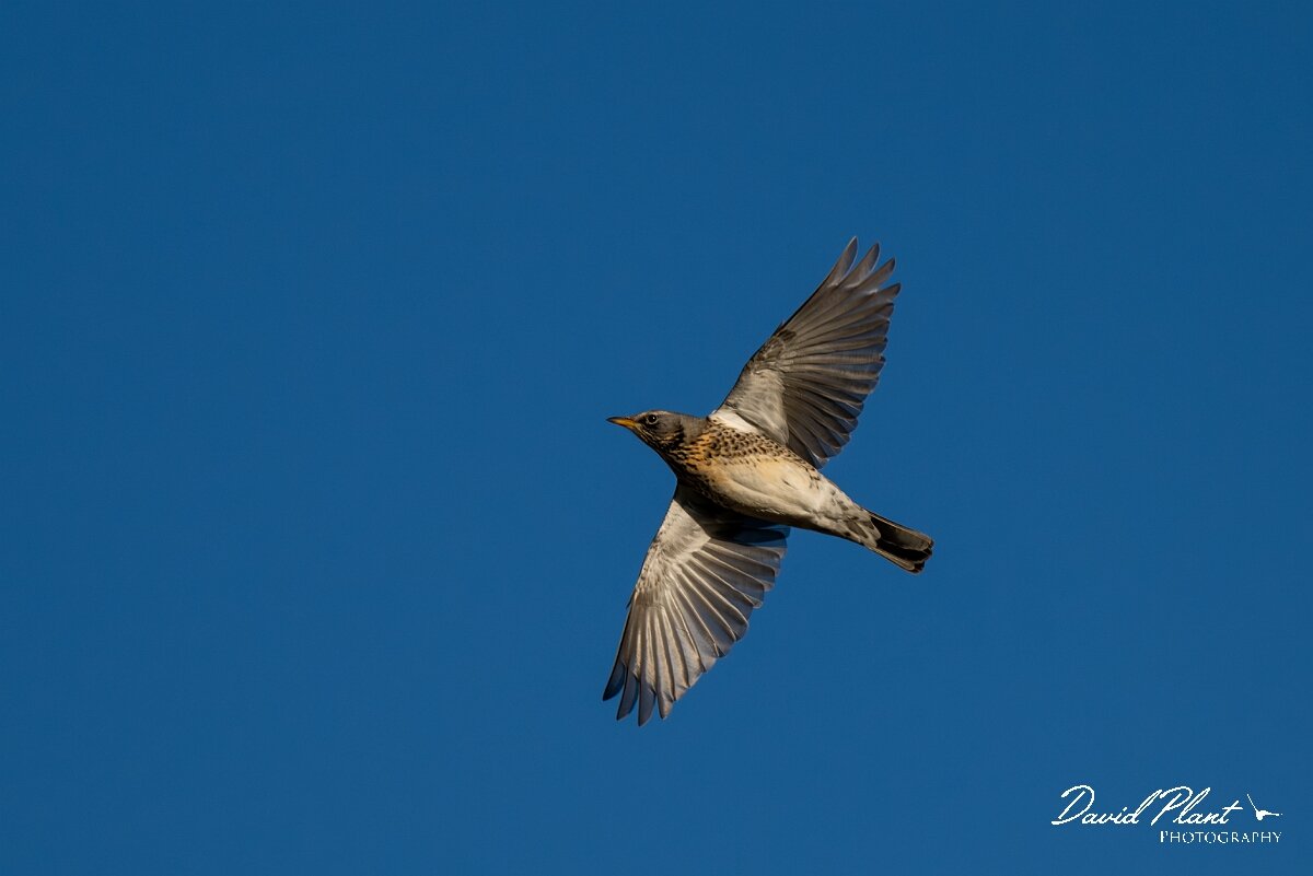 David Plant Photography - Wildlife Photography - Fieldfare - H.jpg - Fieldfare in flight - Gloucestershire