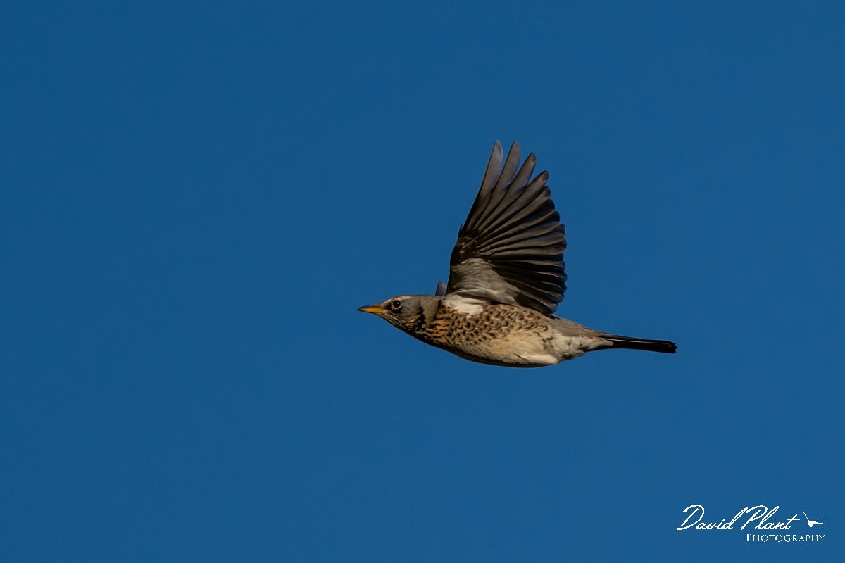 David Plant Photography - Wildlife Photography - Fieldfare - I.jpg - Fieldfare in flight - Gloucestershire