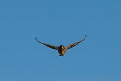 David Plant Photography - Wildlife Photography - Fieldfare - E