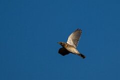 David Plant Photography - Wildlife Photography - Fieldfare - F