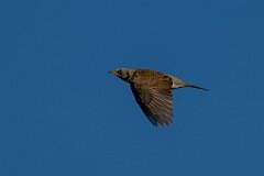 David Plant Photography - Wildlife Photography - Fieldfare - G