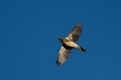 David Plant Photography - Wildlife Photography - Fieldfare - H