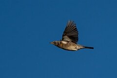 David Plant Photography - Wildlife Photography - Fieldfare - I
