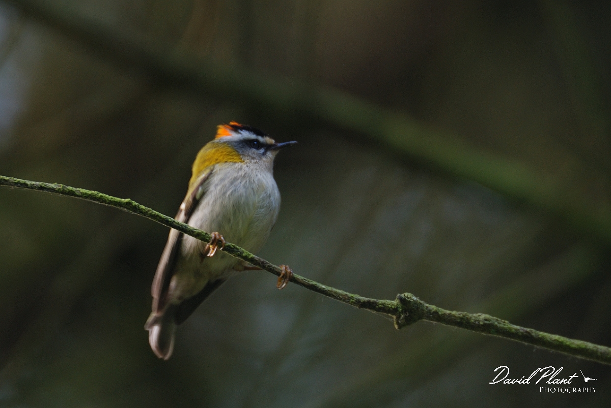 David Plant Photography - Wildlife Photography - Firecrest - A.jpg - Firecrest alert - Gloucestershire