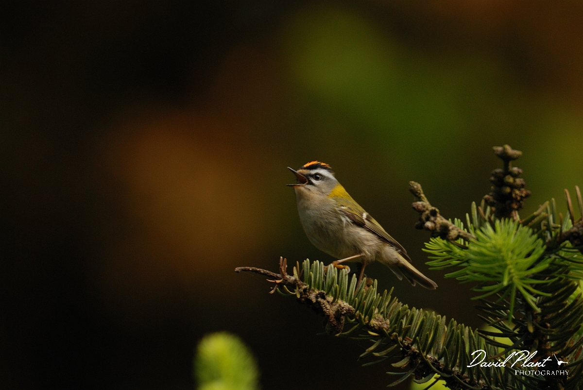 David Plant Photography - Wildlife Photography - Firecrest - B.jpg - Firecrest singing - Gloucestershire