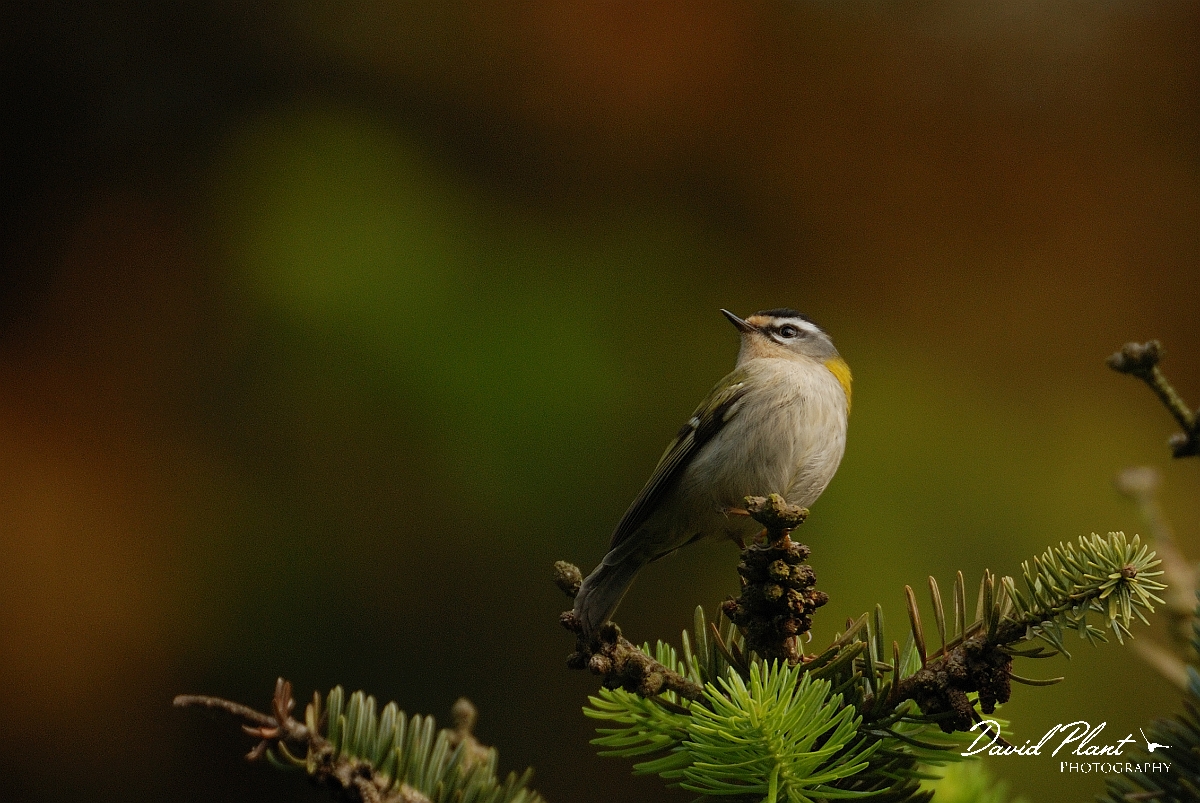 David Plant Photography - Wildlife Photography - Firecrest - D.jpg - Firecrest in pine - Gloucestershire